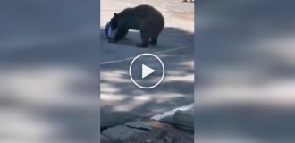A bear stole a refrigerator from workers