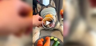 Owners trick dog into eating vegetables