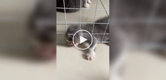 The kitten who loves to dramatize
