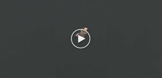 Медведь отдыхает в пятницу