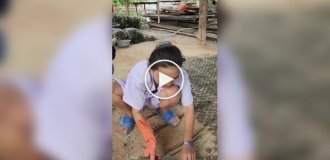 Как выращивают устриц на цементных дисках