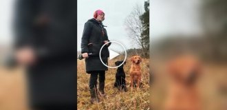 Dog trainer shows off her Labradors' impressive discipline