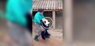 Забавная панда