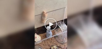 Побег хомяка из вольера