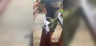 Маленький пушистик явно оказался хитрее, чем от него ожидали