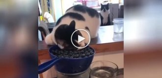 Cat shows unexpected love for berries