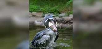 Whoebills don't master the art of balancing on one leg right away