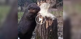 Interesting fact about beavers