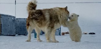 Удивительные и забавные фотографии с животными (21 фото)