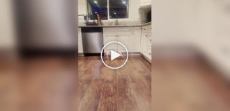 Сфинксы играют на кухне