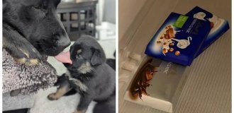 25 фото, на которых реальность шутит и даже немного издевается над нами (26 фото)