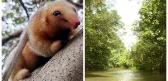 Brazil's most adorable anteater claims to be a new species (9 photos)