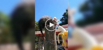 Женщина нашла подход к пугливому опоссуму