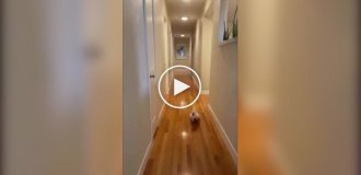 Пернатый любитель ночных вечеринок