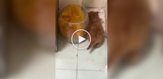 Обычная активность для рыжих котов