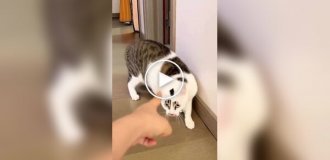 Коты, которые не любят, когда в них тычут пальцем
