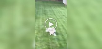 Попытка домашнего пса поймать кролика