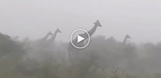 Sad fact about giraffes
