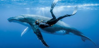 Mysterious Whale-52 Hertz: the loneliest creature on our planet (6 photos)