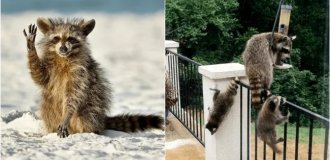 Від сміття до миски: єноти повторюють шлях собак та котів в еволюції (2 фото + 5 відео)