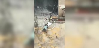 Страшнее кошки зверя нет