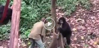 Профессиональный обниматель детенышей горилл