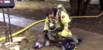 Firefighter saves life of helpless dog after it was found in thick smoke inside a house