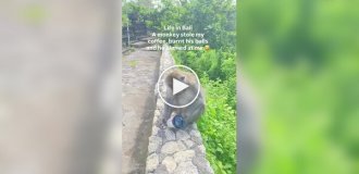 Мавпа вкрала склянку з кавою і поплатилася за це