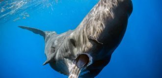 Revenge for Whale Hunting: How and Why Do Whales Sometimes Attack Ships? (9 photos)