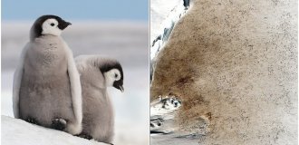 Emperor penguins may disappear due to melting ice (6 photos)
