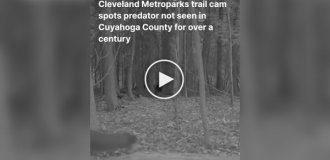 In the US, an animal thought to be extinct in the region was captured on video.