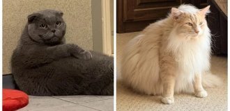 30 пухлых оптимистов, отношение к еде которых можно описать одним словом «ещё» (31 фото)