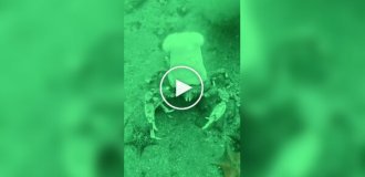 На видео попал краб-повар