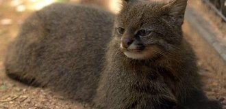 Колоколо: самый хмурый вид диких кошек. Раздувается как шар при испуге! (10 фото)