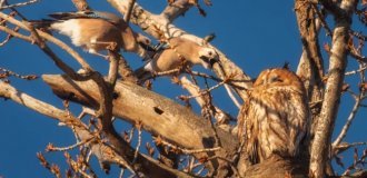 Сіра неясить: її ненавидять усі птахи лісу (12 фото)