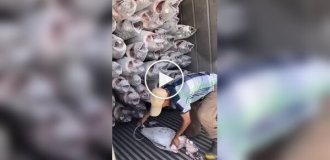 Quick unloading of a truck with frozen fish