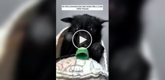 A girl saved and raised a baby flying fox