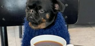 Похмурий Чарлі - нова зірка інтернету (8 фото)