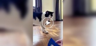 Strange reaction of cats to the sound of a comb