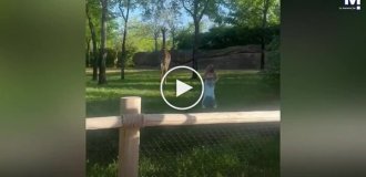 Женщина прыгнула в вольер с жирафами и получила неприятный урок