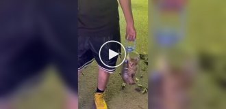 Китаец носит кота в пятилитровой бутылке с дыркой