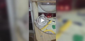 Кошки и прозрачная лежанка