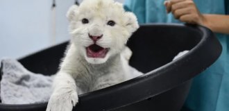 Настоящее чудо! Два редчайших белых львёнка родились в Венесуэле (6 фото)