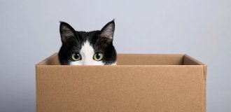 Ученые объяснили, почему кошки любят сидеть в коробках и пакетах (4 фото)