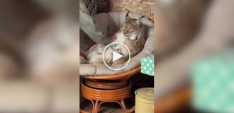 Одомашненная рысь превратилась в толстенького кота