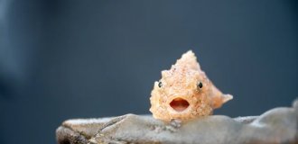 Тихоокеанский круглопёр (6 фото)