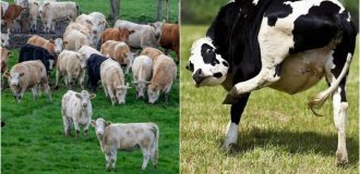 Northern Ireland has decided to thoroughly combat farting cows (3 photos)