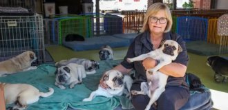 A pug lover spends a fortune on saving and caring for hundreds of dogs (4 photos)