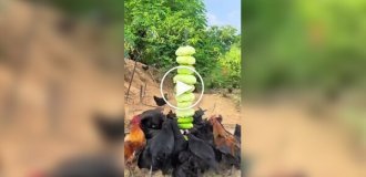 Овощная шаурма для кур