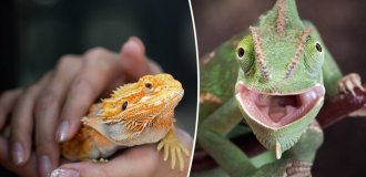 Big problems from little lizards: reptiles caused an outbreak of a deadly disease (6 photos)